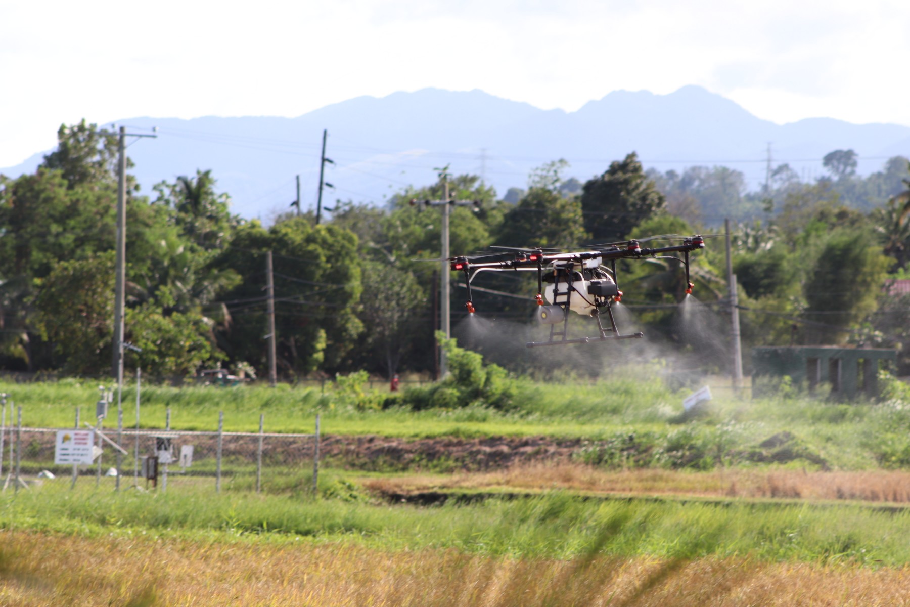 Drone releasing fine spray droplets over a rice field during a field demonstration