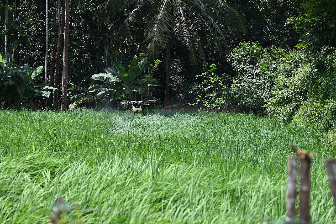 Agriculture spraying drone flying low over a green paddy field in India