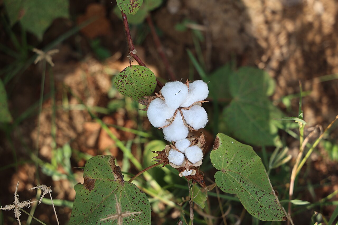 Cotton plants in a field in Tamil Nadu, India