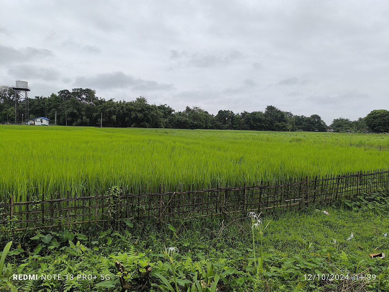 Green paddy field in Assam, India