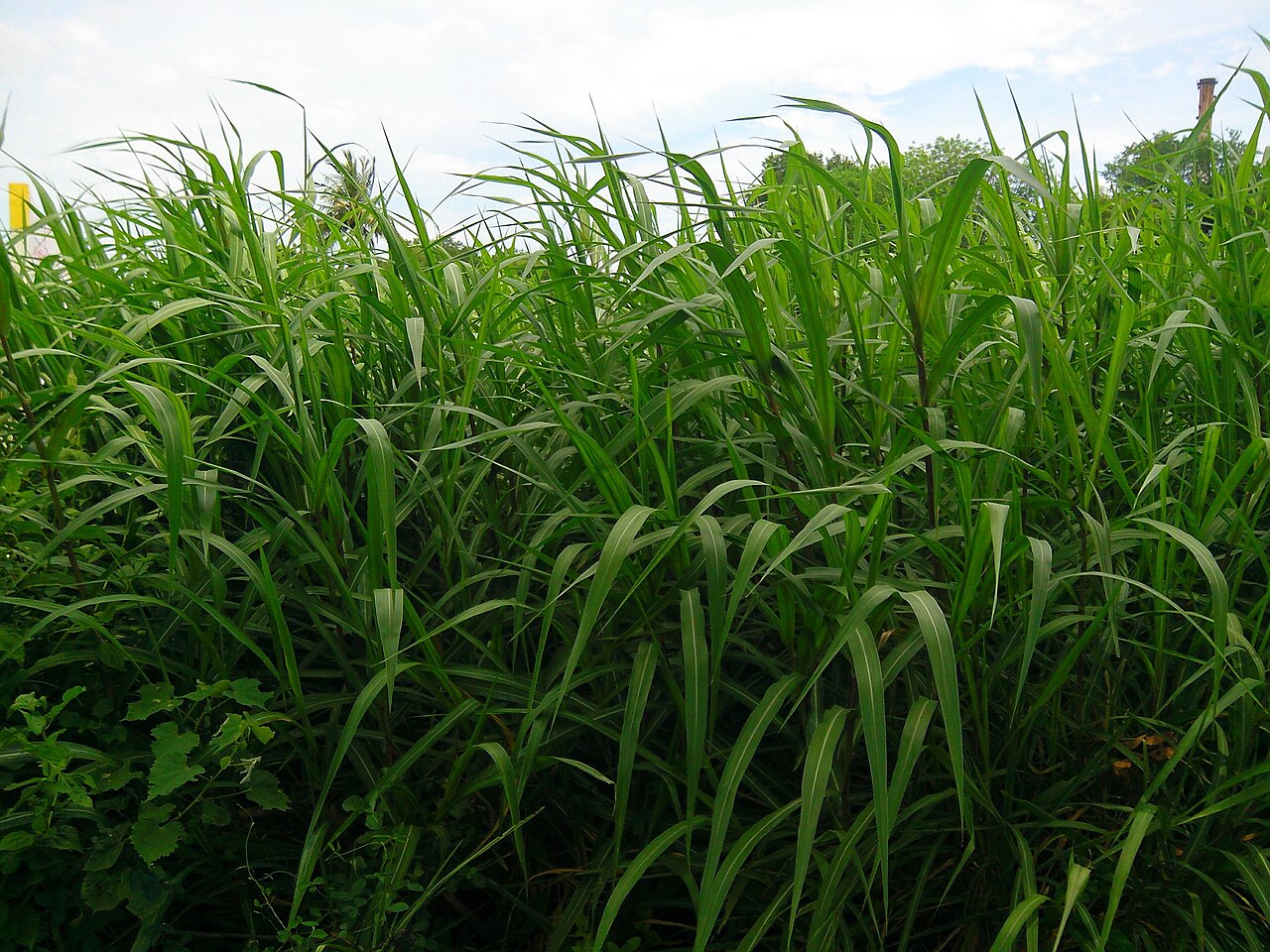 Tall sugarcane crop in a field in Tamil Nadu, India